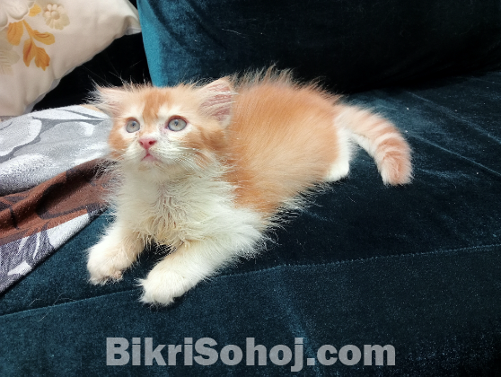 Traditional Persian Male kitten